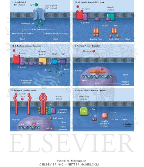 Second-Messenger Pathways