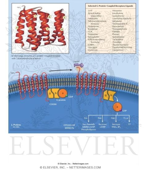 Watermarked preview of labeled image: G Protein-Coupled Receptors
