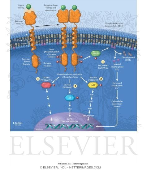 TRK Receptors