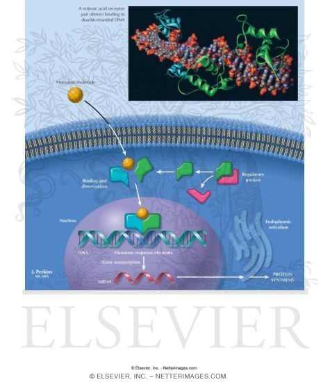 Watermarked preview of labeled image: Nuclear Receptors