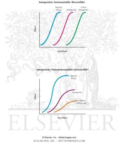 Antagonists: Surmountable (Reversible) and Nonsurmountable (Irreversible)