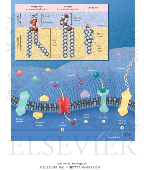 Eukaryotic Cell Plasma Membrane Structure Membrane Transport