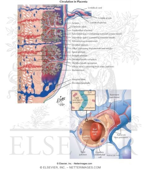 Watermarked preview of labeled image: Circulation In Placenta
Barriers