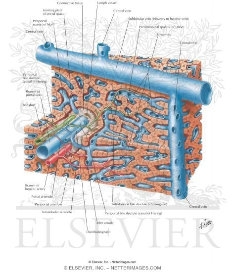 Liver Structure: Schema
Liver Ultrastructure
Metabolism (Biotransformation) of Drugs