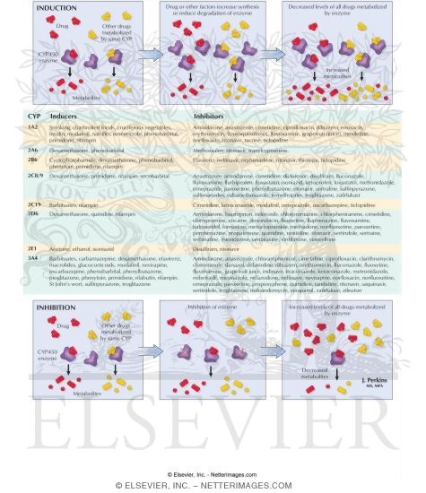 Watermarked preview of labeled image: Metabolic Enzyme Induction and Inhibition