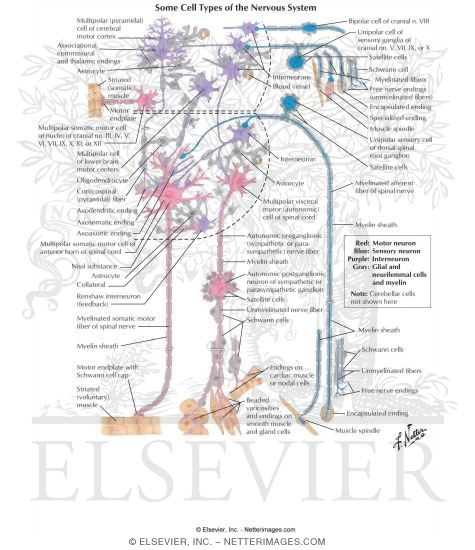Some Cell Types of the Nervous System
Neuronal Cell Types