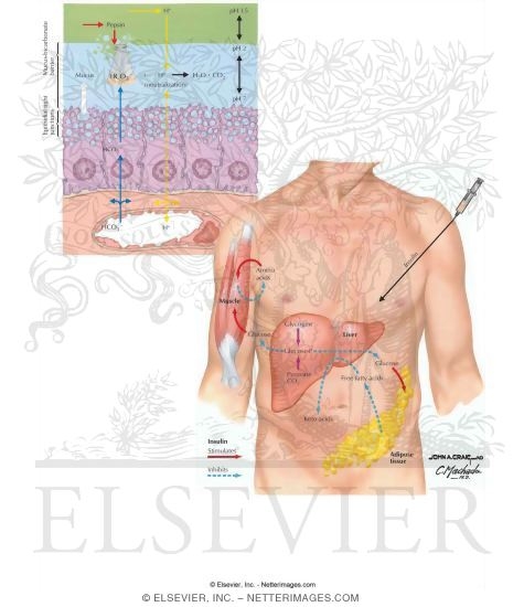 Watermarked preview of labeled image: Replenish Or Neutralize Endogenous Chemicals