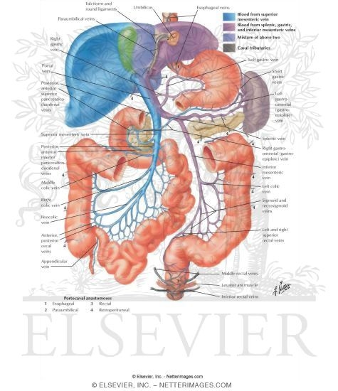 Hepatic Portal Vein Tributaries: Portocaval Anastomoses