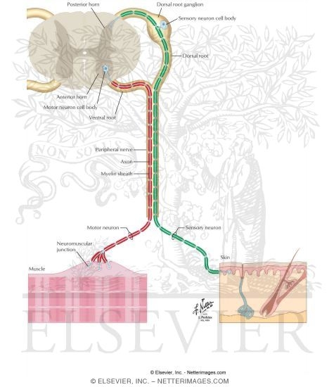 Watermarked preview of labeled image: Peripheral Nervous System