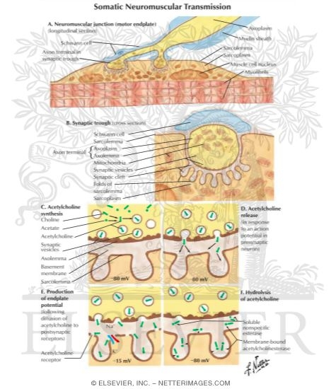 Watermarked preview of labeled image: Somatic Neuromuscular Transmission