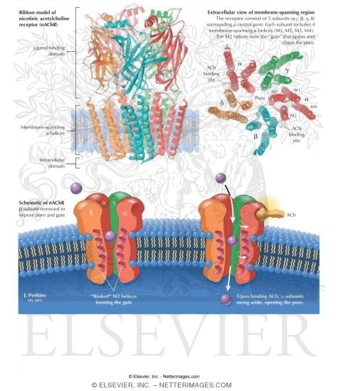 Watermarked preview of labeled image: Nicotinic Acetylcholine Receptor