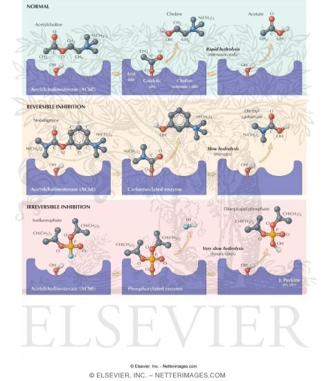 Mechanism of Action of Acetylcholinesterase Inhibitors