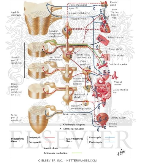 Cholinergic and Adrenergic Synapses: Schema
Cholinergic and Adrenergic Nerves
