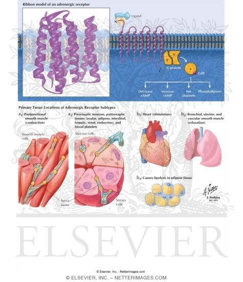 Watermarked preview of labeled image: Adrenergic Receptors