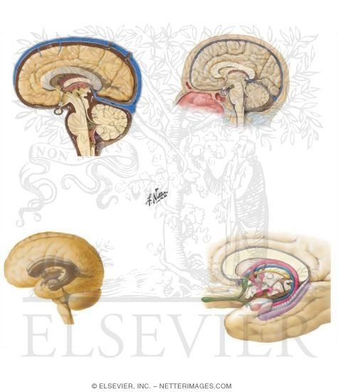 Watermarked preview of unlabeled image: Anatomy of the Nervous System