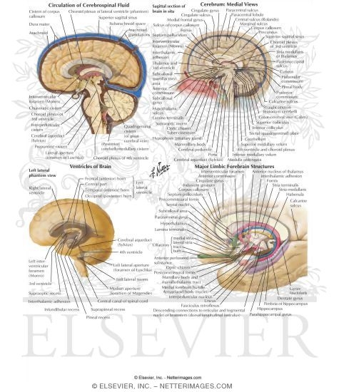 Watermarked preview of labeled image: Anatomy of the Nervous System