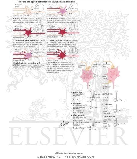 Watermarked preview of labeled image: Excitatory and Inhibitory Postsynaptic Potentials