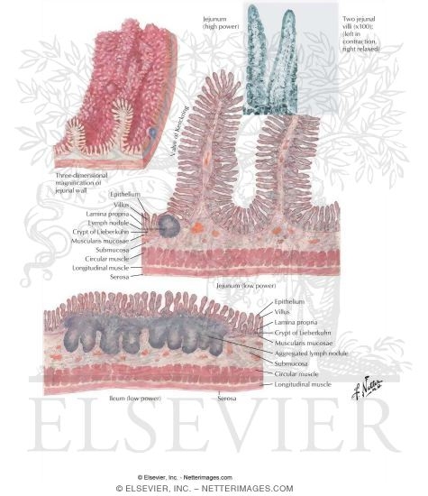 Structure of Small Intestine