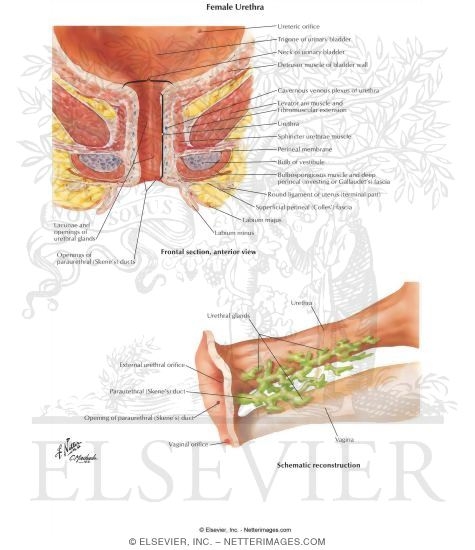 Female Urethra