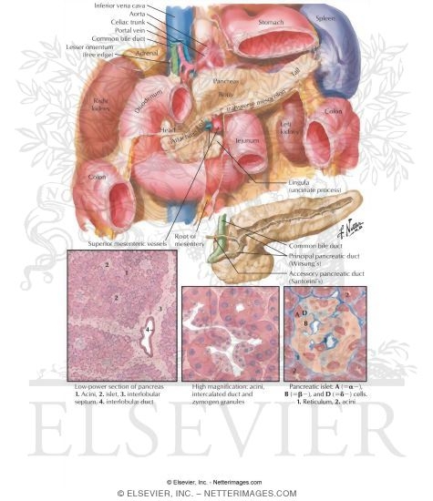 Pancreas Anatomy and Histology