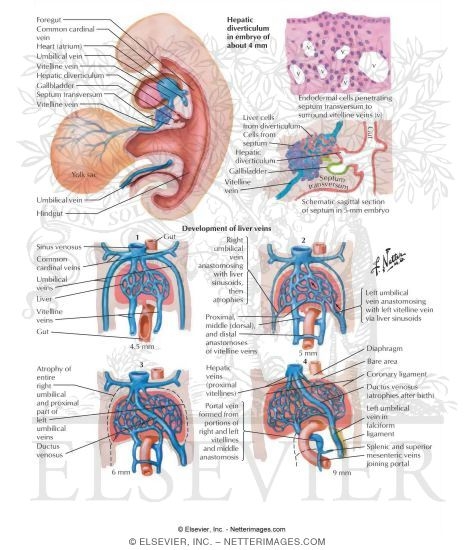 Development of Liver and Its Venous System