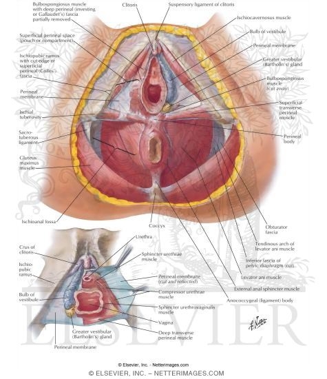 Perineum