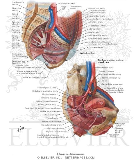 Arteries and Veins of Pelvis: Female
Blood Supply of Pelvis II