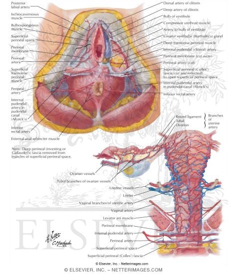 Arteries and Veins of Perineum and Uterus
Blood Supply of Perineum and Uterus