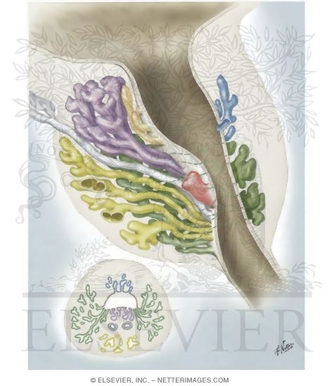 Watermarked preview of unlabeled image: Development of Prostate