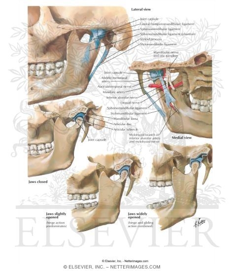 Temporomandibular Joint