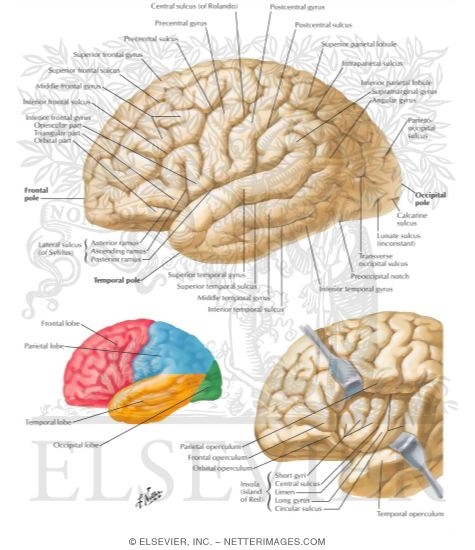 Cerebrum: Lateral Views Organization of the Brain: Cerebrum ...