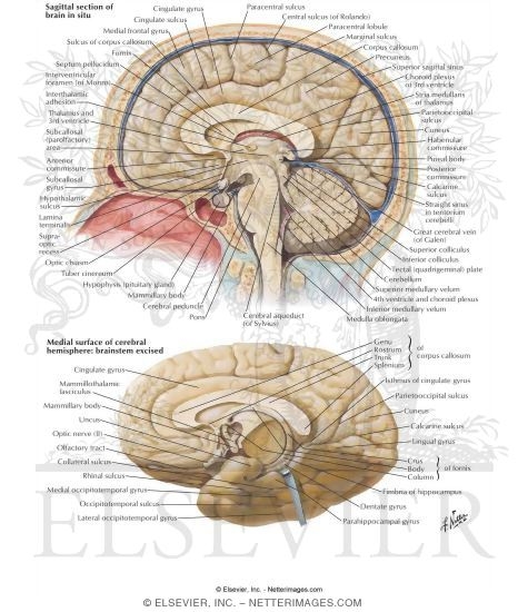 Medial Surface of Brain
Cerebrum: Medial Views
Surfaces of Cerebrum