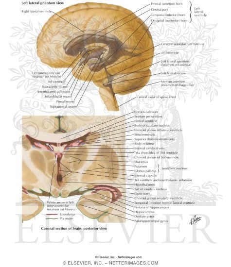 Ventricles of Brain
