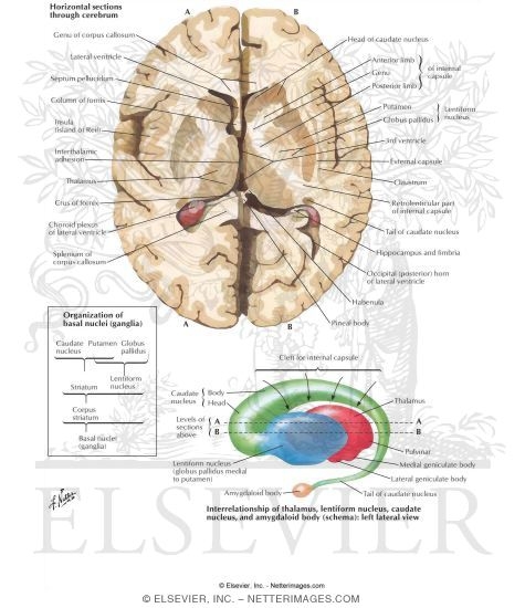 Basal Ganglia
Basal Nuclei (Ganglia)