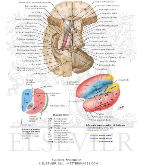 Thalamus