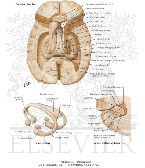 Hippocampus and Fornix