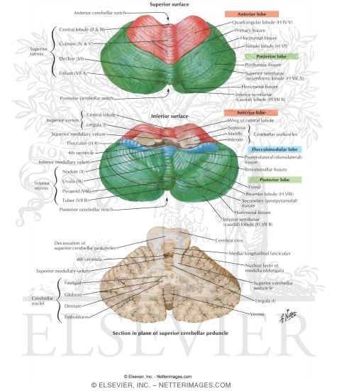 Cerebellum