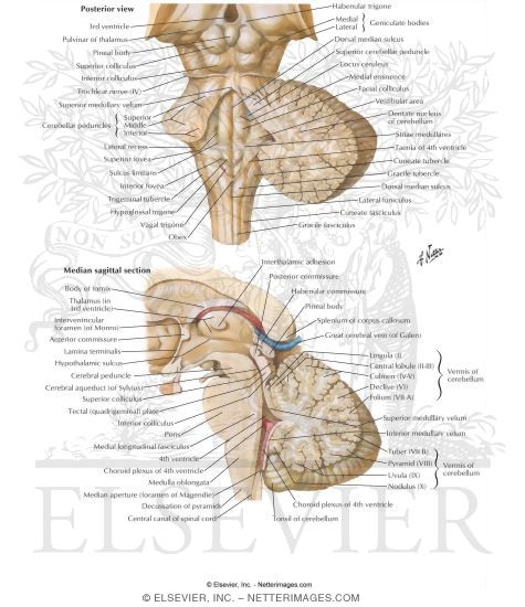 Fourth Ventricle and Cerebellum