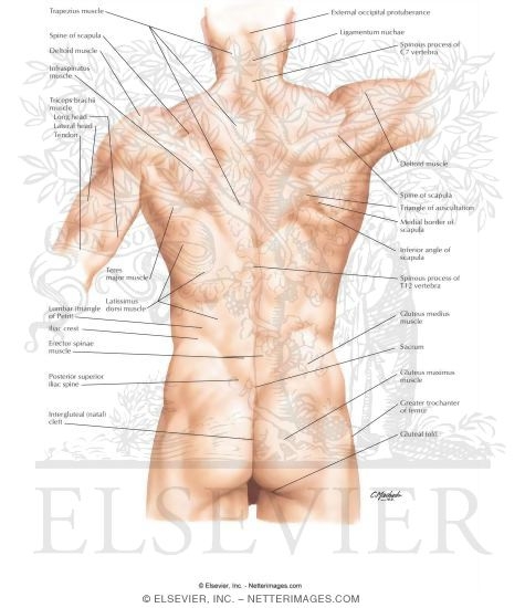Back: Surface Anatomy