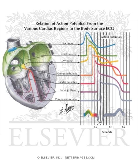 Physiology of the Specialized Conduction System Relation of Action Potential From the Various Cardiac Regions to the Body Surface ECG