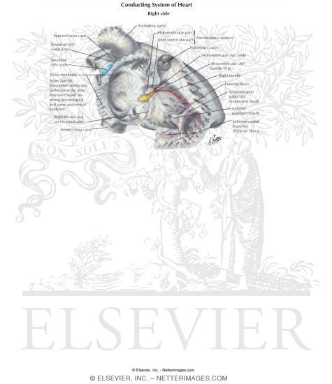 Watermarked preview of labeled image: Conducting System of Heart