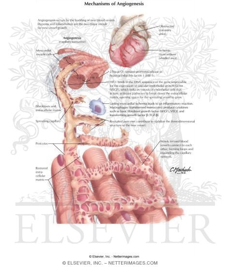 Watermarked preview of labeled image: Mechanisms of Angiogenesis