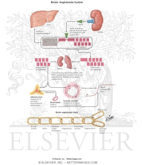 Watermarked preview of labeled image: The Renin-Angiotensin Chain