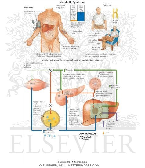 Watermarked preview of labeled image: Metabolic Syndrome
