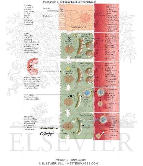Mechanism of Action of Lipid-Lowering Drugs