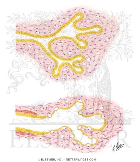 Bronchial Epithelium Maturation
