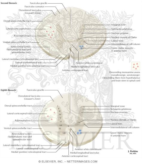 Watermarked preview of labeled image: Spinal Cord Levels: Thoracic