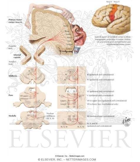 Watermarked preview of labeled image: Corticobulbar Tract
