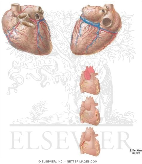 Watermarked preview of unlabeled image: Coronary Circulation