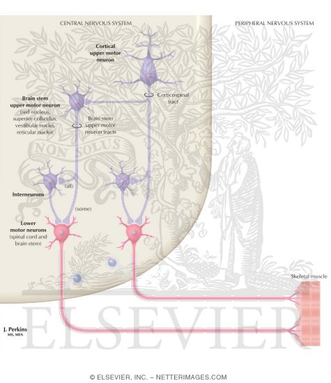 Watermarked preview of labeled image: Motor Channels: Basic Organization of Lower and Upper Motor Neurons